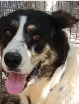 Tomaso-lieber, süßer Schatz sucht Family - Freudenstadt