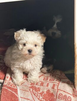 Malshi Welpe – weiblich, reinweiß – geboren am 22.11.2025 - Köln