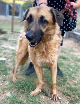 Schäfer-Mix SISSY sucht ihr Glück - Sehnde