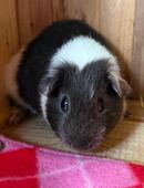 Meerschweinchen in 25482