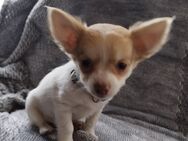 Chihuahua Welpe zu verkaufen ! - Emsdetten