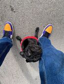 Pumba sucht ein neues Zuhause in 94315