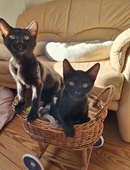 Bombastische melanistic Bengal Kitten, Abholbereit! - Haßloch