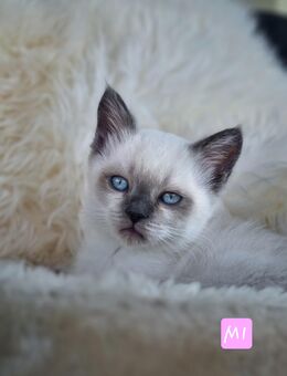 BKH-Kitten - Kirn