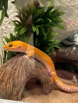 Wunderschöne Leopardgeckos - Simbach