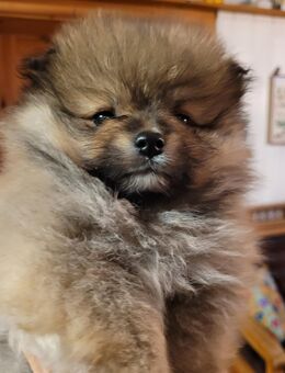 Zwergspitz Pomeranian Welpen- bunte Truppe- - Dorsten