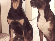 Miniatir Bulli /Schäferhund mix zusuch ein neues Zuhause - Rheine Zentrum