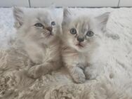 Heilige Birma Kitten Kater Katze - Saaldorf-Surheim