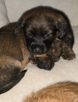 Zwergdackel X Terrier Welpen - Rhede