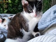 Kitten Katzenbaby - Herzogenrath