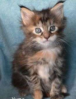 Lustiges Kleeblatt sucht verantwortungsbewusste Besitzer - Hitzhusen