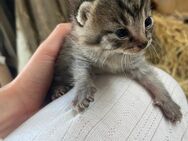 Katzenbaby abzugeben - Hohenmölsen