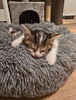 Liebevolle Kitten suchen neues Zuhause - Königsbrunn