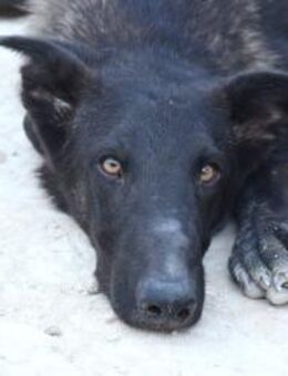 Benny so ein süsser Ho - Ludwigshafen (Rhein)