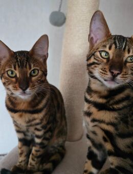 Reinrassige Bengal abzugeben nur noch 2/4 erhältlich bei diesem Wurf - Leer (Ostfriesland)
