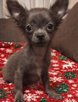 Sehr süße Chihuahuas Welpen ln Blau mit Weiß, seltenen Fellfarbe - Hallstadt Zentrum