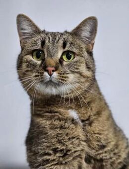 Stella Traumtiger sucht Familie - Unterföhring