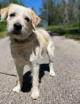 Azar ist ein sehr guter, wunderschöner Hund, der extrem verschmust und fröhlich ist.... - Hünfelden