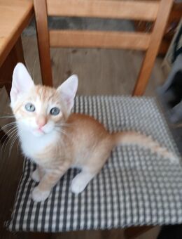 3 Kitten in liebevolle Hände abzugeben - Kiel