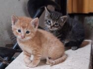 Katzenkinder suchen neuen Dosenöffner - Selsingen