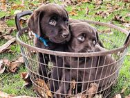 Labrador Retriever Welpen, Farbe schokobraun - Lobbach