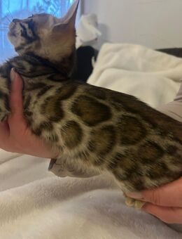 Reinrassige Bengal Kitten - Laufach