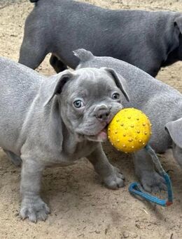Fluffy Französische Bulldoggen Welpen Blau /blau merle ab sofort abzugeben - Hannover