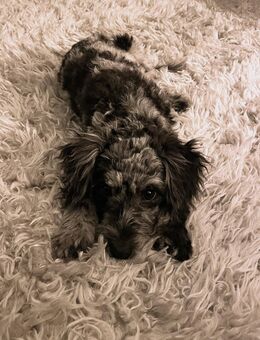 2 Süße Kleine Zwergpudel Mischlings Welpen - Nürnberg