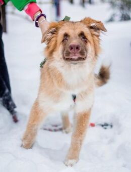 Anouk, lebensfroh trotz Handicap - Süderholz