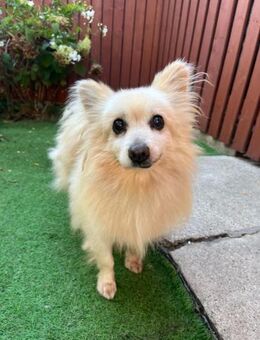 Lucky-vom Wald in ein warmes Körbchen - Chemnitz