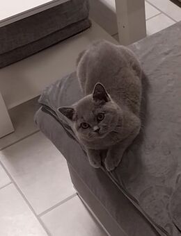Verkaufe Bkh Katze - Berlin