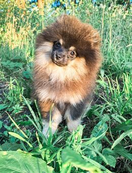 Pomeranian-Rüde schweren Herzens abzugeben – geb. 03.03.2025 - Hamburg