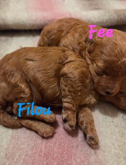 Reinrassige Toypudel Welpen - Schopfheim