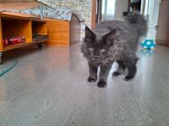 Maine Coon Kitten reinrassig - Düsseldorf