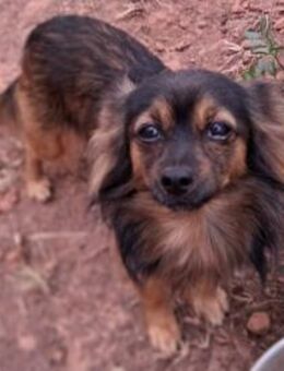 POLDI wünscht sich ein Zuhause mit Herz - Sulzfeld (Baden-Württemberg)