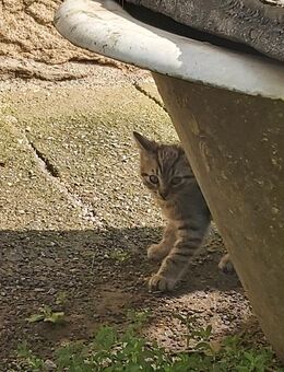 Katzen zu verkaufen - Raschau-Markersbach