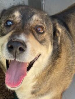 Ted - lieber, verschmuster Senior - Hamburg