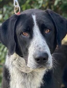 Viotti, geb. ca. 06/2023, Griechenland - Markdorf