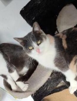 Tule & Tuna Happy Home gesucht - Bad Camberg