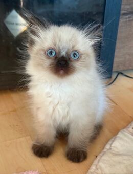 Ragdoll/ sibirische Waldkatze/ heilige Birma mix Kätzchen - Plochingen Zentrum