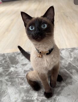 Deckkater Reinrassige Siam Katze🐾 - Leipheim