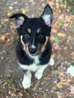 Australien Huskys - Essen