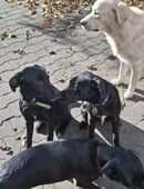 Hundewelpen zu verksufen in 01987