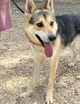 Arlo; stattlicher, wunderschöner Rüde - Geilenkirchen