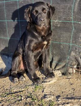 🐶💛🐾 Muzicuță sucht Zuhause (I) - Ludwigshafen (Rhein)