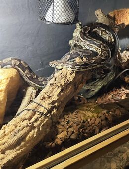 Verkaufe Madagaskar Boa Weibchen - Hamburg Hamburg-Nord