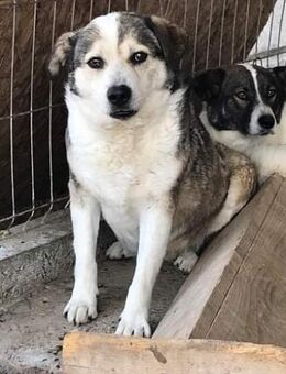 YUKI , Gnadenplatz gesucht - Bonndorf (Schwarzwald)