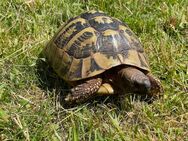 Griechische Landschildkröte, Zuchtweibchen, Testudo hermanni boettgeri, Wildfang - Birkenfeld (Rheinland-Pfalz)