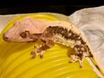 Lily White Kronengecko Crested Gecko in 10709