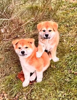 Reinrassige japanische Akita-Inu-Welpen ab Mitte Januar in liebevolle Hände abzugeben - Freiburg (Breisgau)